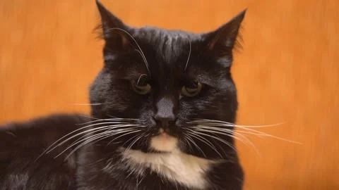 A cat with dark hair is looking at the camera. Orange background 4K Stock Footage 121010639