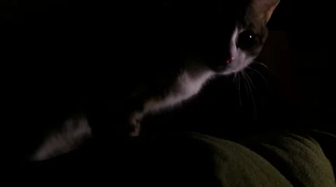 Cat in the dark - I Stock Footage 42259441
