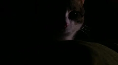 Cat in the dark - II Stock Footage 42259539