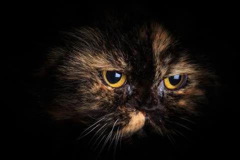 Cat in the dark Foto stock