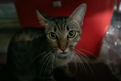 Cat in the dark Stock Photos