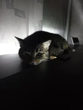 Cat in the dark Stock Photos