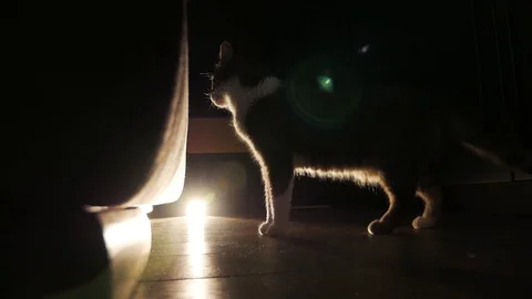 Cat in a dark room Video stock 106748993