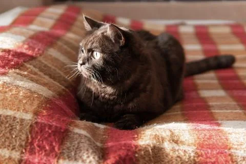 Cat dark wool sits on the couch with a red blanket. Stock Photos