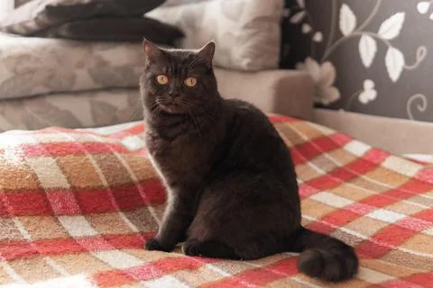 Cat dark wool sits on the couch with a red blanket. Stock Photos