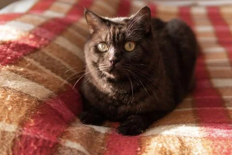 Cat dark wool sits on the couch with a red blanket. Stock Photos