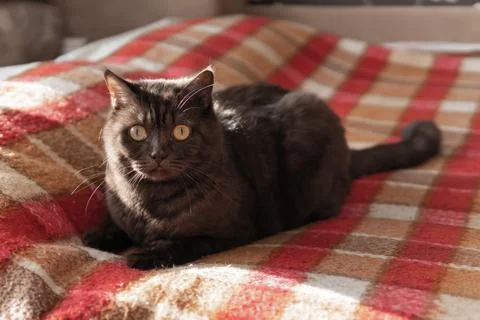 Cat dark wool sits on the couch with a red blanket. Stock Photos