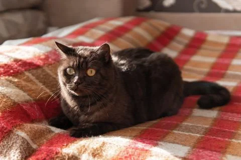 Cat dark wool sits on the couch with a red blanket. Stock Photos