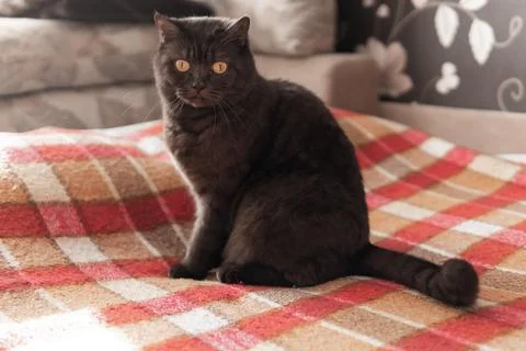 Cat dark wool sits on the couch with a red blanket. Stock Photos