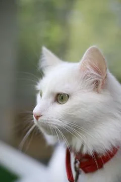 Cat day 1 Stock Photos