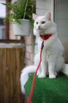 Cat day Stock Photos