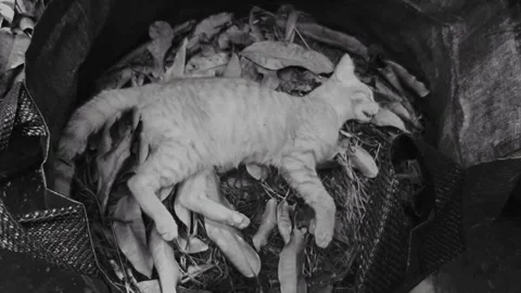 Cat, Dead. BNW Stock Footage 332571630