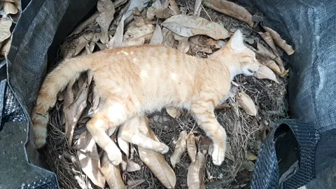Cat, Dead Stock Footage 332571560