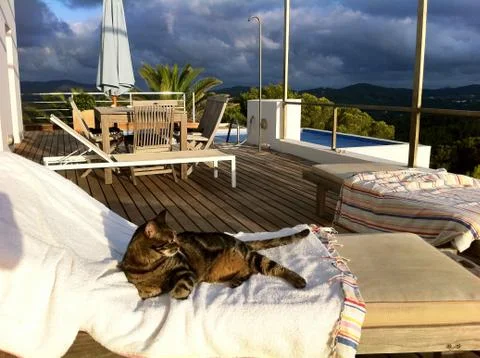 Cat on deck chair Stock Photos