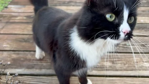Cat on Deck Playful Close - 4 sec. Stock Footage 171397857