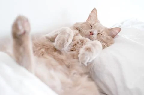 Cat in Deep sleep Stock Photos