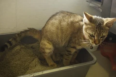 The cat is defecating in its litter box Stock Photos