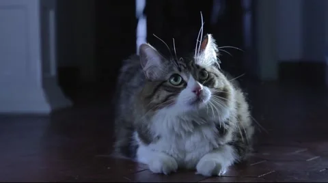 Cat defensive reaction Video stock 46858054