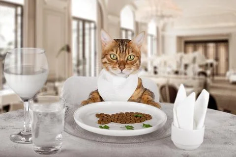 Cat at a delicious dinner at a restaurant at the table. Photos