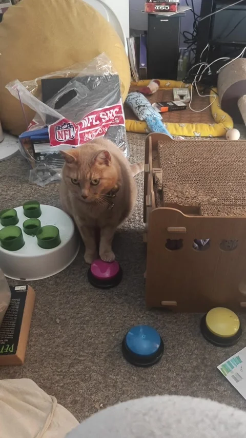 Cat Demands "Treaties" With Talking Button, Swansea, Wales, UK - 02 Jul 2026 Stock-Footage 339748008