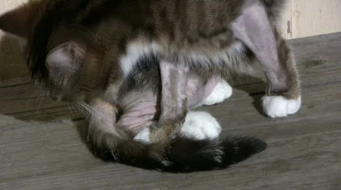 Cat with dermatitis licking 스톡 동영상 655109