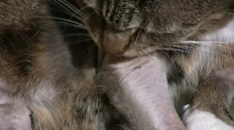 Cat with dermatitis licking Stock Footage 655187