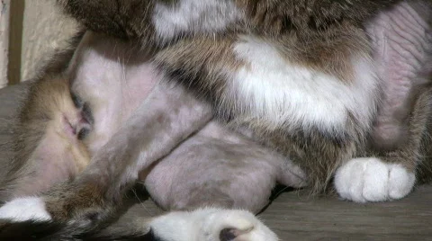 Cat with dermatitis licking Stock Footage 655295