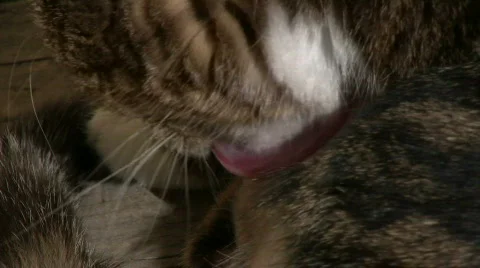 Cat with dermatitis licking Stock Footage 655320