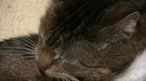 Cat with dermatitis licking 스톡 동영상 655942