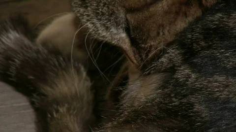 Cat with dermatitis licking Video stock 655973