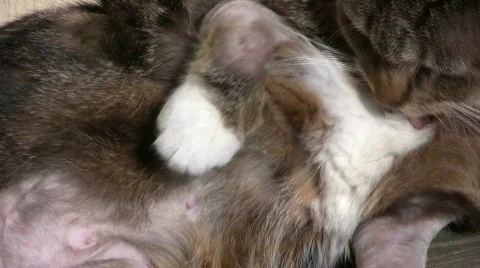 Cat with dermatitis licking Stock Footage 656001