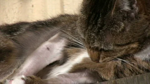 Cat with dermatitis licking Stock Footage 656037