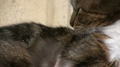 Cat with dermatitis licking Stock Footage 656108