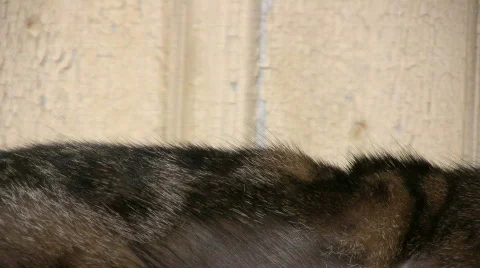 Cat with dermatitis licking Stock Footage 656124