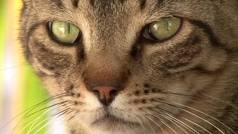 Cat of desert egypt Stock-Footage 102267620