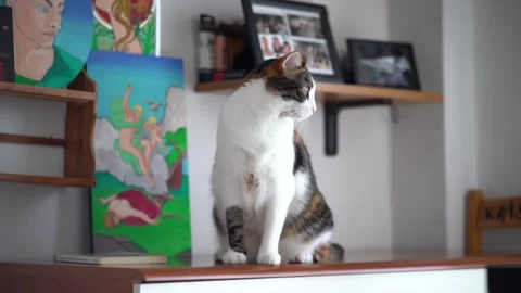 Cat on desk with background art Stock Footage 304246292