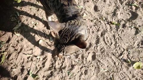 Cat in the dessert field, close up view Stock Photos