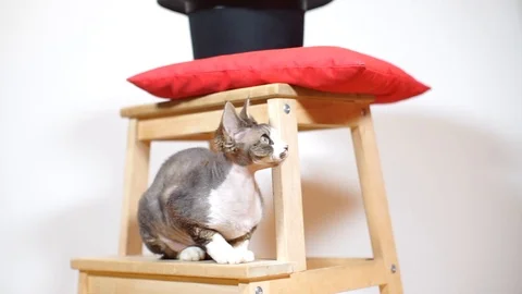 Cat devon rex yawns sitting on a chair Stock Footage 115079948