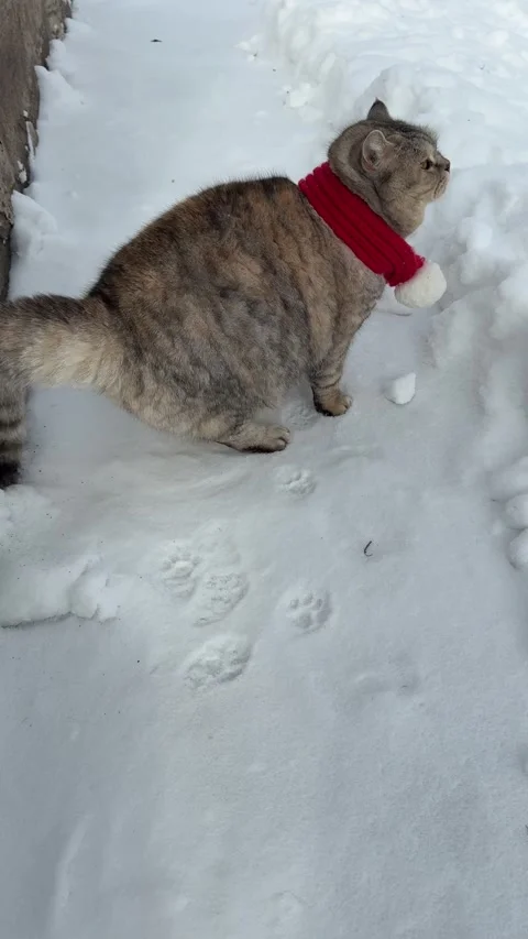 Cat didn't like the cold snow and is goes back home Stock Footage 341840285