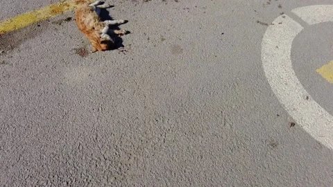 A cat died after being hit by a car, people and pet deaths, human-caused anim 스톡 동영상 170090971