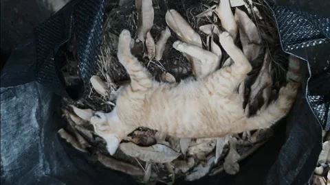 Cat, Died Stock Footage 332571644