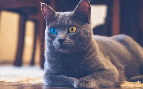 Cat with different eyes Stock Photos