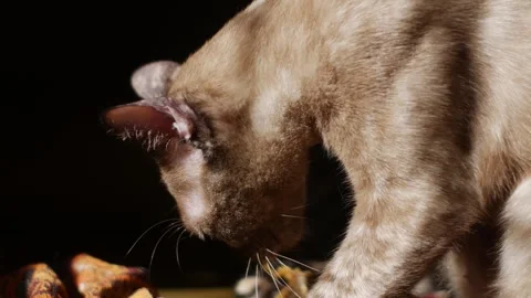 Cat Digging Blanket Before Sleep Stock Footage 325665376