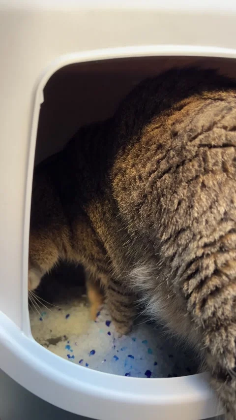 Cat digging in litter box close up vertical video Stock-Footage 348238182