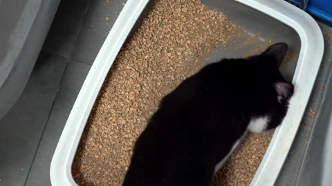 Cat digging in litter box Video stock 319933635