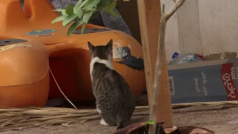 Cat  dirty in  Egypt Stock-Footage 134562638
