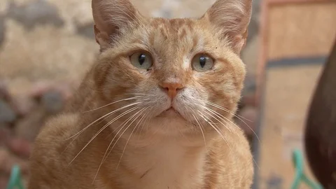 Cat  dirty ginger  Egypt Dahab Stock Footage 106287399