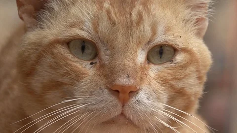 Cat  dirty ginger  Egypt Dahab Stock-Footage 106326877