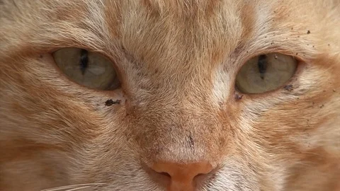 Cat  dirty ginger  Egypt Dahab Stock-Footage 106328707