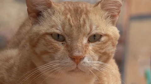 Cat  dirty ginger  Egypt Dahab Stock-Footage 106332477